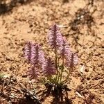Ptilotus extenuatus Flor