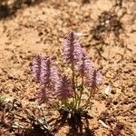 Ptilotus extenuatus Lorea