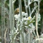 Jacobaea maritima Casca