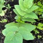 Sium sisarum Hoja