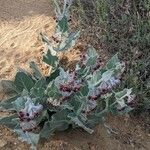 Asclepias californica عادت داشتن