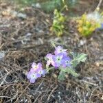 Matthiola tricuspidataBlomma