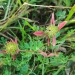 Trifolium squamosum Blüte