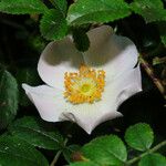 Rosa corymbifera Flower