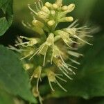 Comanthosphace japonica Λουλούδι