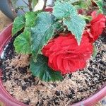 Begonia evansianaFulla