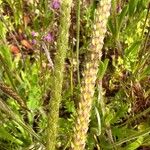 Plantago serraria Muu