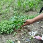 Rostellularia procumbens Flor