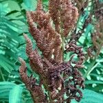 Osmunda regalis Fruit