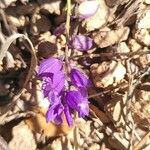 Polygala nicaeensis Fula