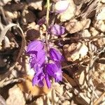 Polygala nicaeensis Цветок