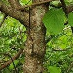 Viburnum plicatum Casca