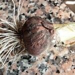 Allium cepa Otro