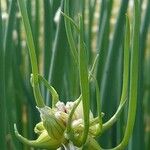 Allium fistulosum Frukt