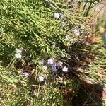 Limonium articulatum Habitus