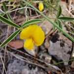 Argyrolobium zanonii Flower