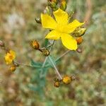Hypericum linariifolium Flower