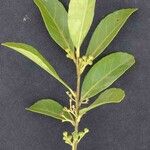 Ilex affinis Leaf