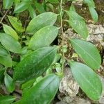 Cleyera japonica Leaf