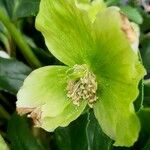 Helleborus viridis 花