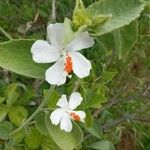 Hibiscus flavifolius Fiore