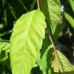 Acer cissifolium Folha