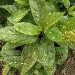 Aucuba japonica Liść
