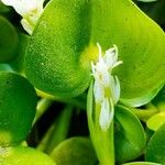 Heteranthera reniformis Fula