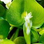 Heteranthera reniformis Flower