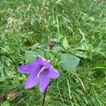 Campanula tracheliumBloem