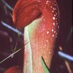 Sarracenia minor पत्ता