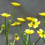 Ranunculus flammula Habit