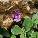 Primula marginata आदत