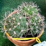 Gymnocalycium saglionis Yaprak