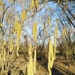 Corylus avellana 葉