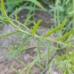 Erucaria hispanica Hoja