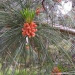 Pinus wallichiana Flor