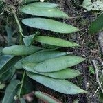 Elaphoglossum coursii Hoja