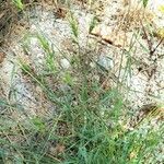 Aegilops geniculata Συνήθη χαρακτηριστικά