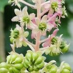 Phytolacca esculenta 花