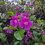 Bignonia magnifica Flower