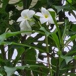 Plumeria pudica 花