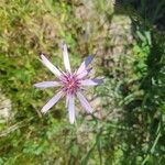 Geropogon hybridus Çiçek