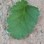 Erodium corsicum Yaprak