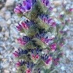 Echium albicans Blüte