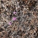 Centaurea paniculata Habit