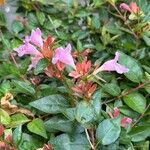 Abelia x grandiflora Цвят