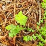 Galium scabrum Leaf