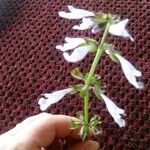 Salvia lyrata Flors