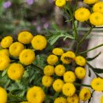 Tanacetum vulgareЦвят